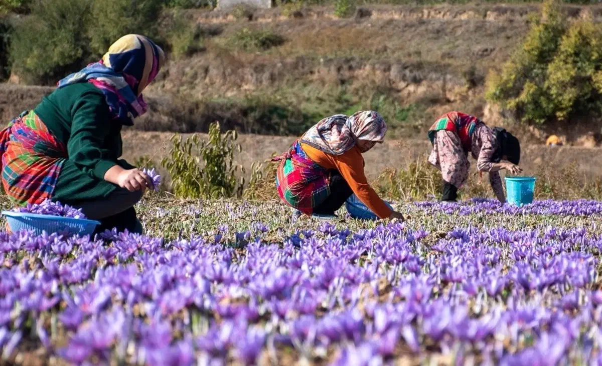 کود برای زعفران|خدمات باغبانی و درختکاری|تربت‌حیدریه, شهید بهشتی|دیوار