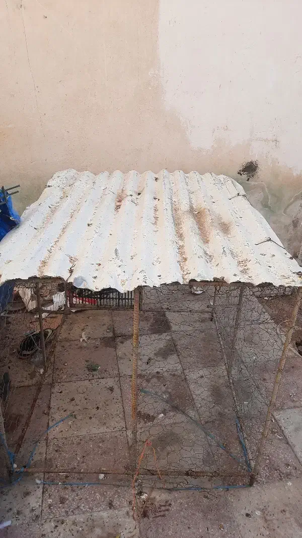 قفس|لوازم جانبی حیوانات|کازرون, |دیوار