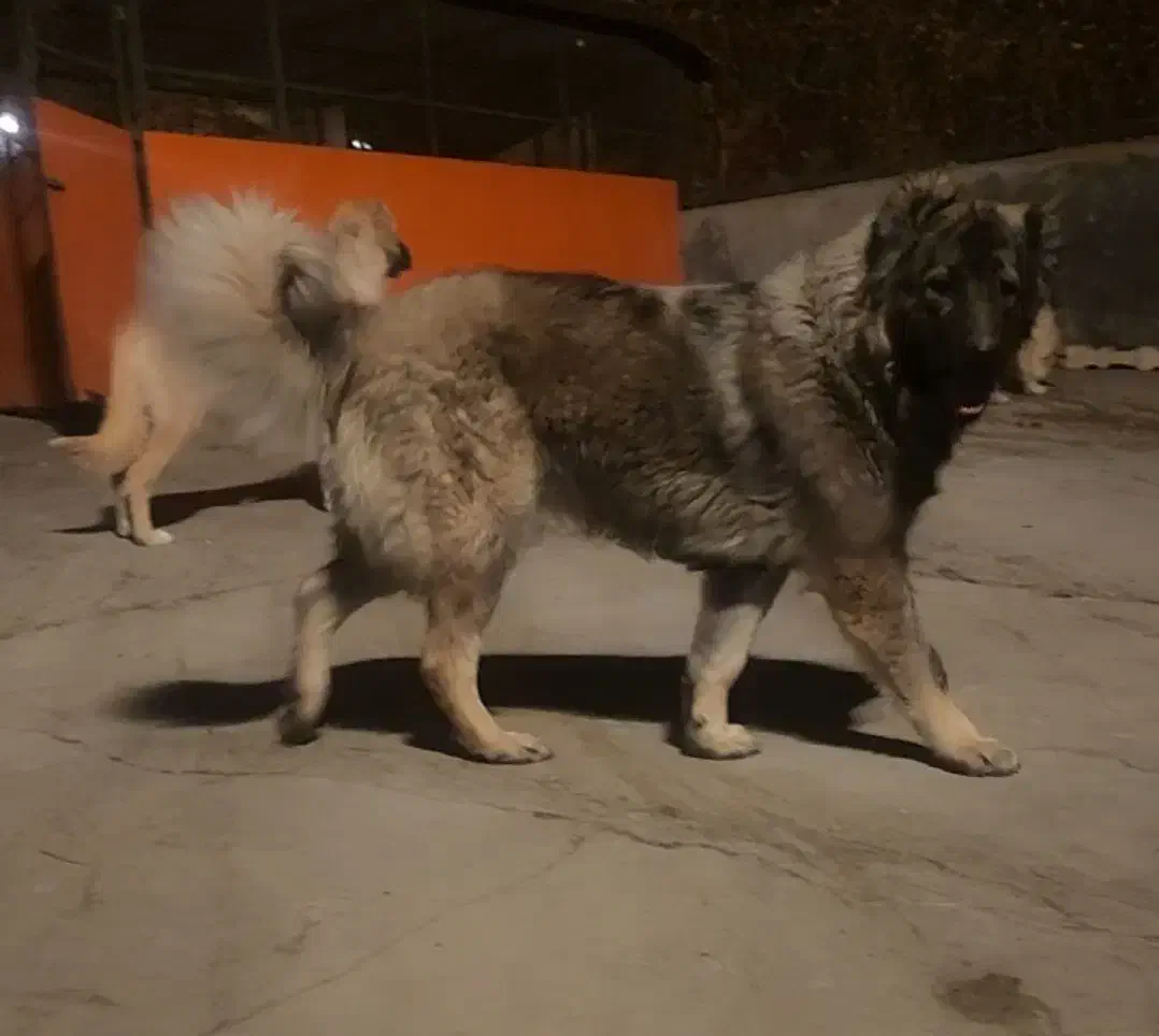 سگ‌ قفقازی|سگ|بومهن, |دیوار