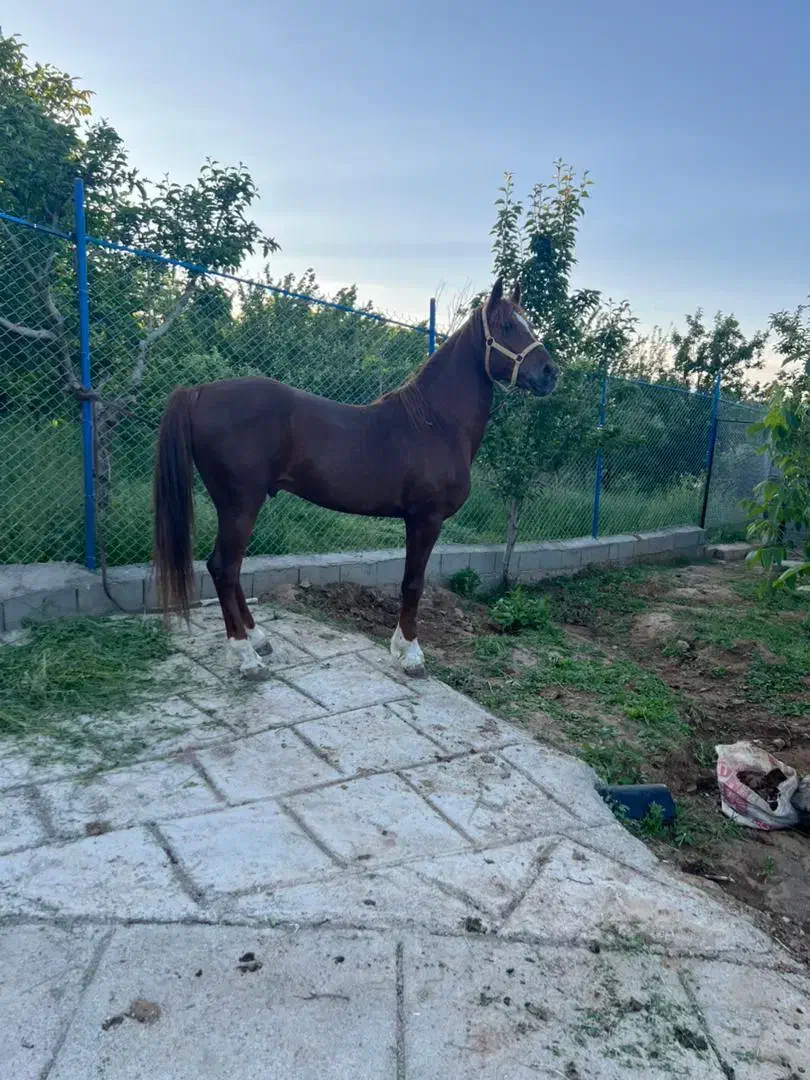 اسب نریان کرد|اسب و تجهیزات اسب‌سواری|مرند, |دیوار