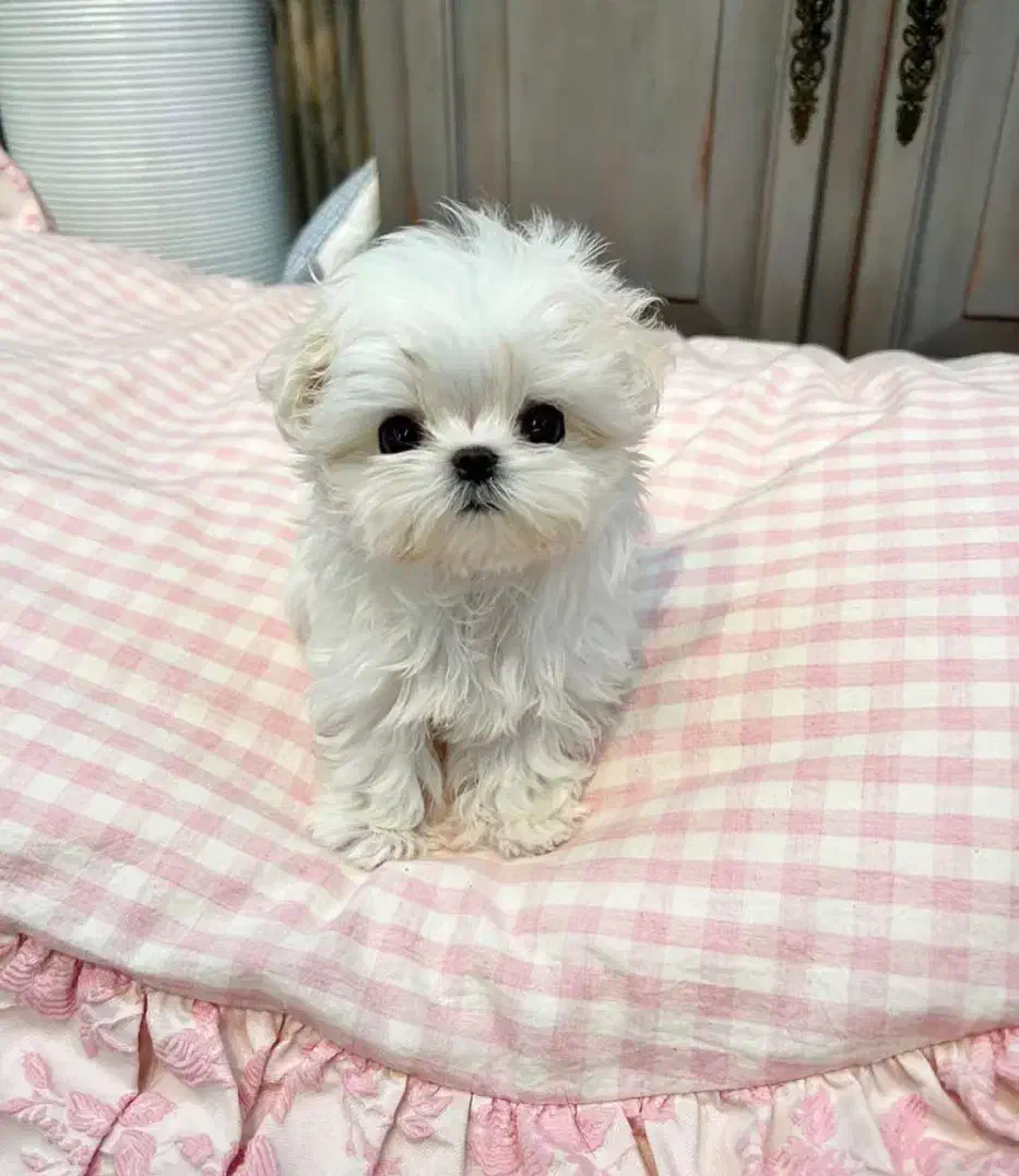 پودل مالیز سایز خیلی ریز|سگ|تهران, جنت‌آباد مرکزی|دیوار