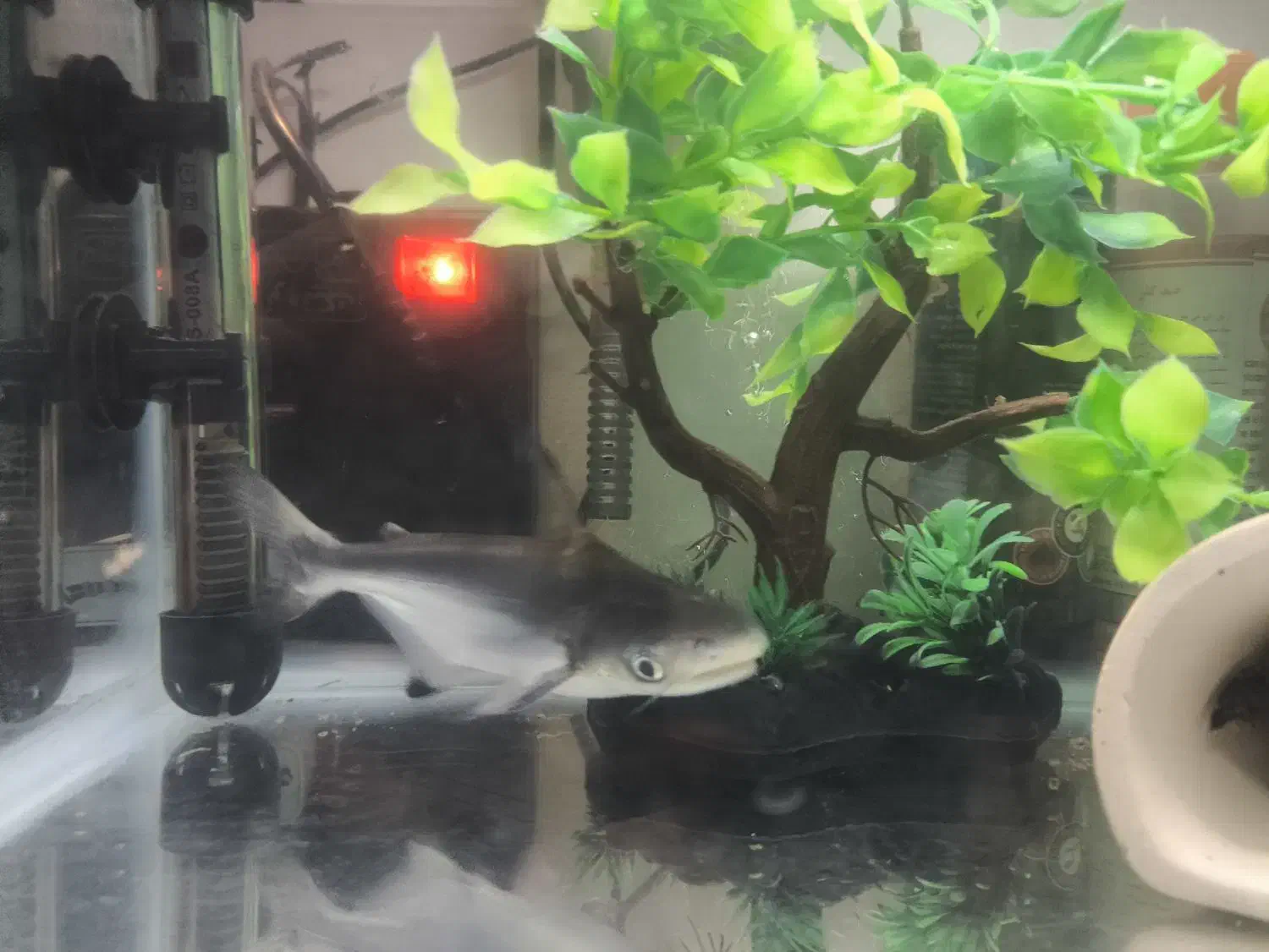 آکواریوم با لوازم و ماهی|ماهی|تهران, شهرک نفت|دیوار