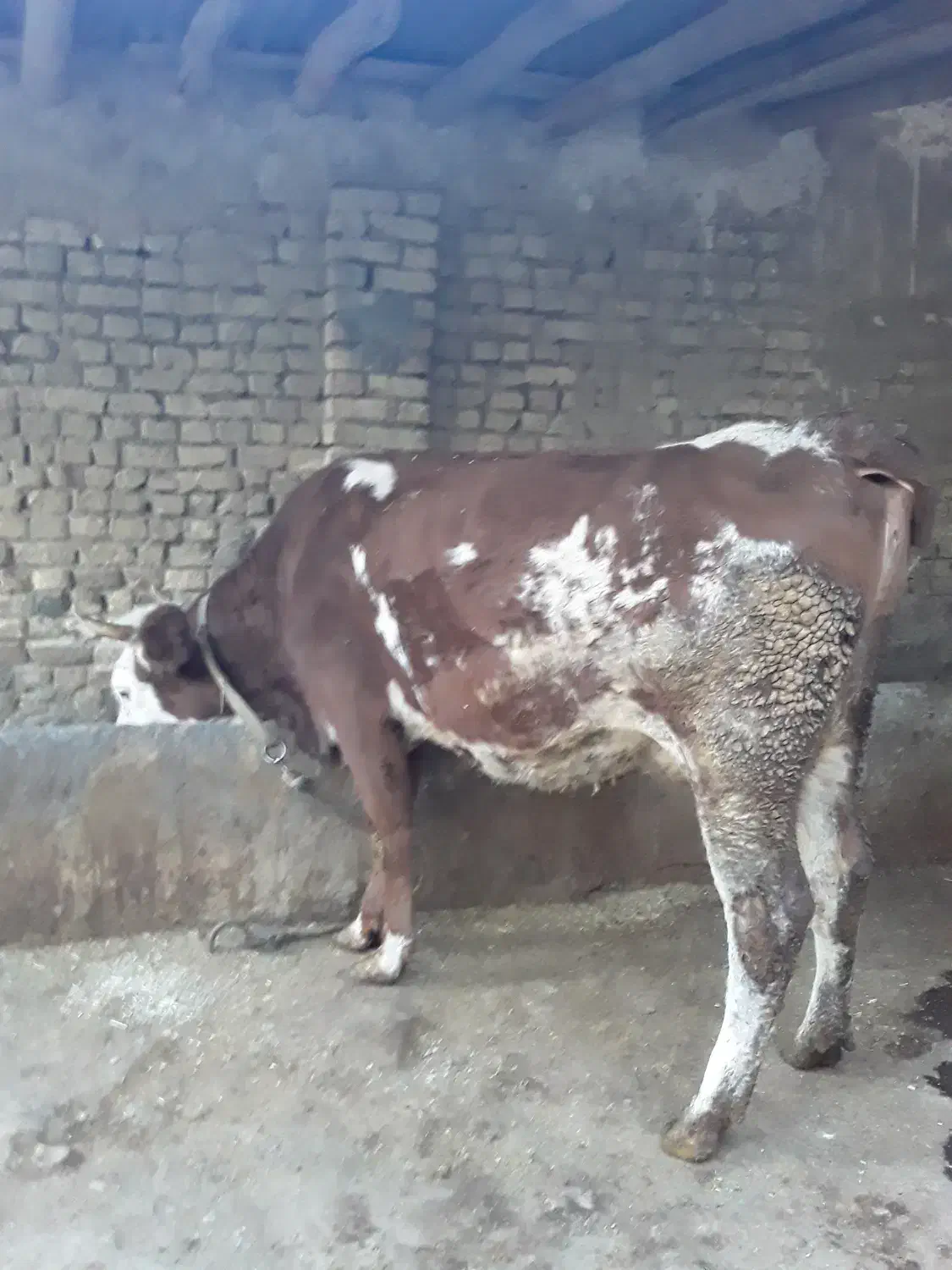 گاو سیمینتال همراه گوساله|حیوانات مزرعه|بروجرد, |دیوار