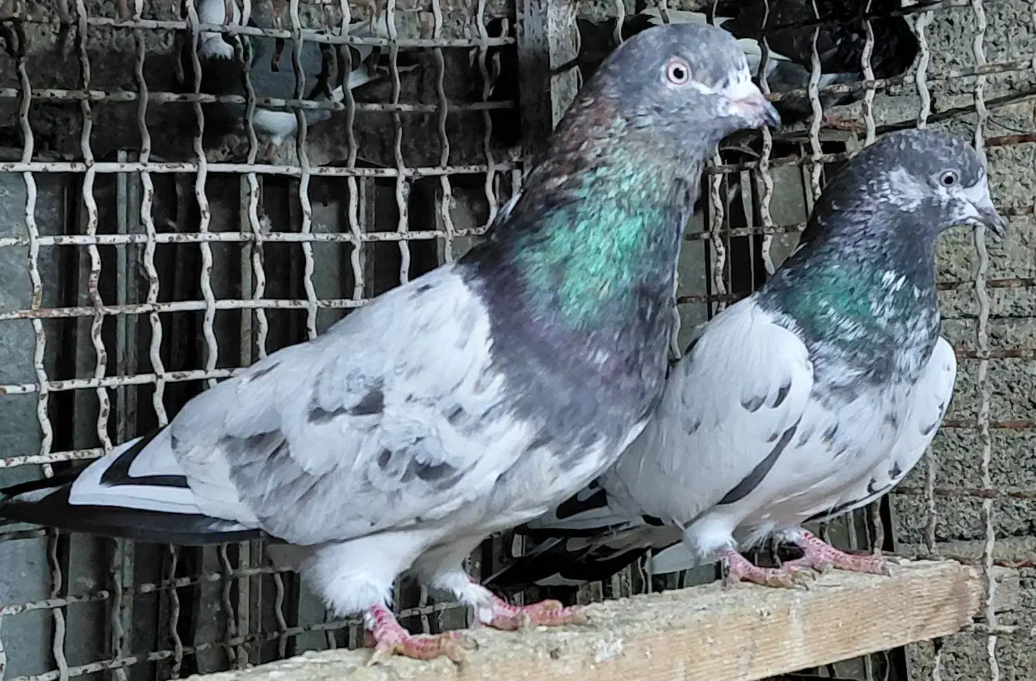 کبوتر پروازی درجه یک|پرنده|قائم‌شهر, |دیوار