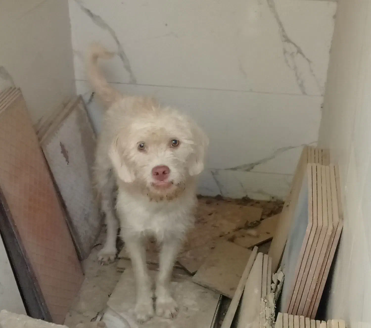 حیوان|سگ|دزفول, |دیوار