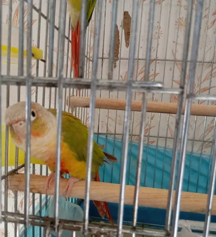 طوطی گرینچیک|پرنده|رفسنجان, |دیوار