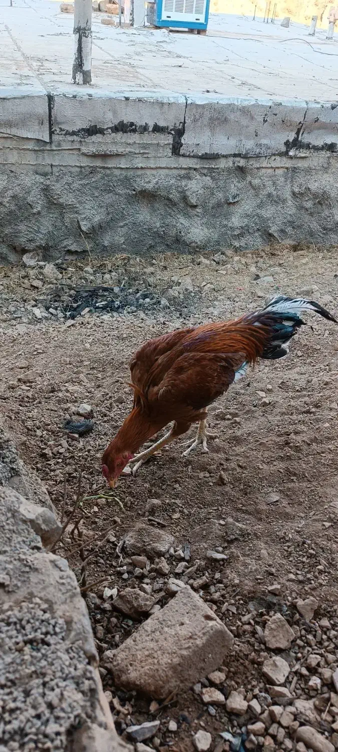 خروس لاری|حیوانات مزرعه|پاوه, |دیوار