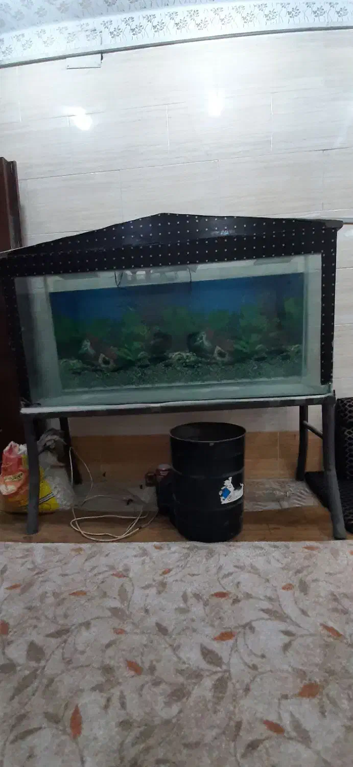 آکواریوم شیشه ۱۰ میل|ماهی|اهواز, ملاشیه|دیوار