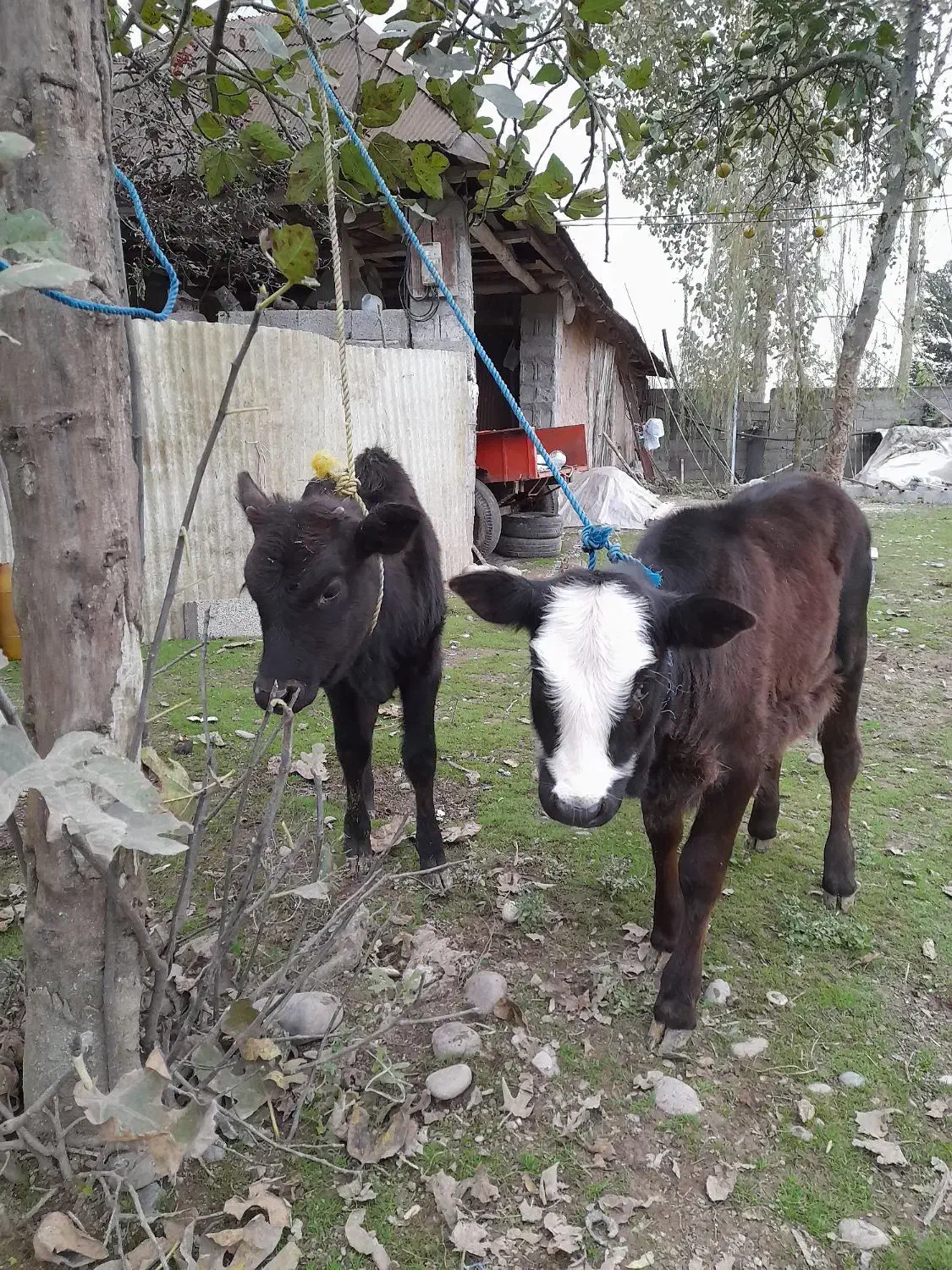 لیشه گاو گوساله ورزاخوشکل عروسک چالوسی|حیوانات مزرعه|سنگر, |دیوار