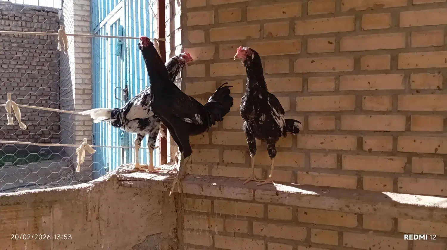 مرغ لاری|حیوانات مزرعه|جوادآباد, |دیوار