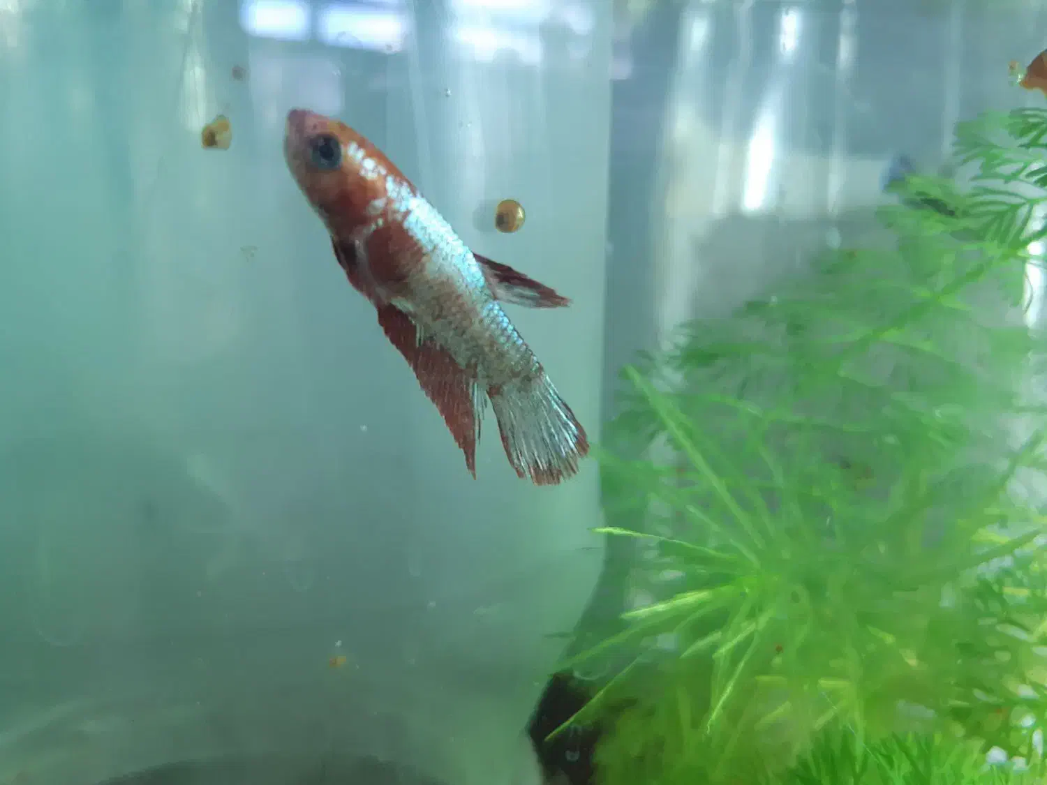 ماهی فایتر / بتا پلاکت ماده و گیاه|ماهی|بناب, |دیوار