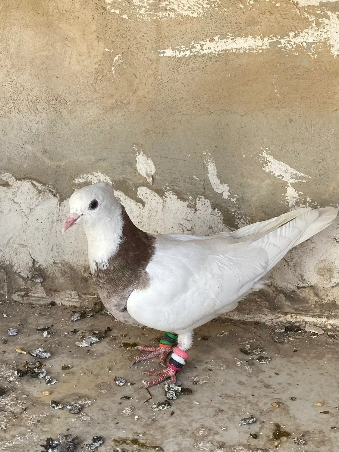 طوق شازده ماده|پرنده|مرودشت, بیست متری بیمارستان|دیوار