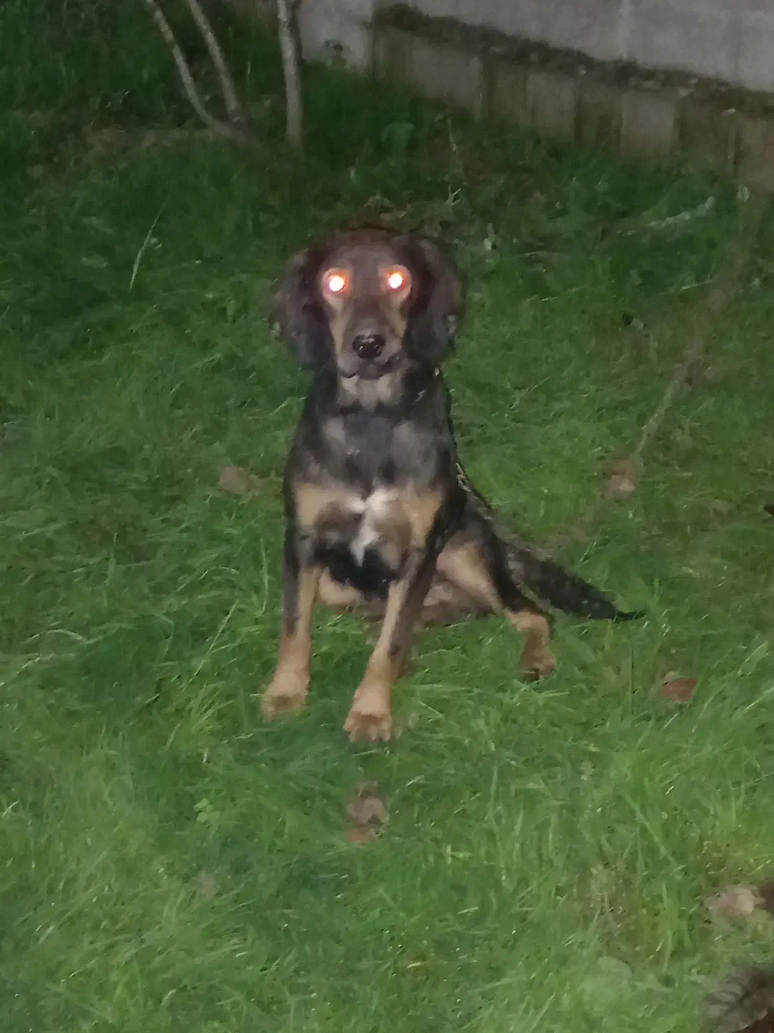 سگ شکاری|سگ|رشت, پل تالشان|دیوار