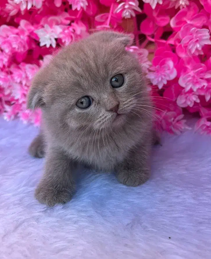 اسکاتیش فولد رنگ لیلاک آماده تحویل|گربه|آمل, |دیوار