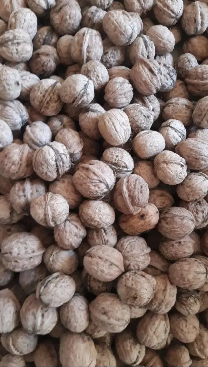 گردو درجه۱|خوردنی و آشامیدنی|زاغه, |دیوار