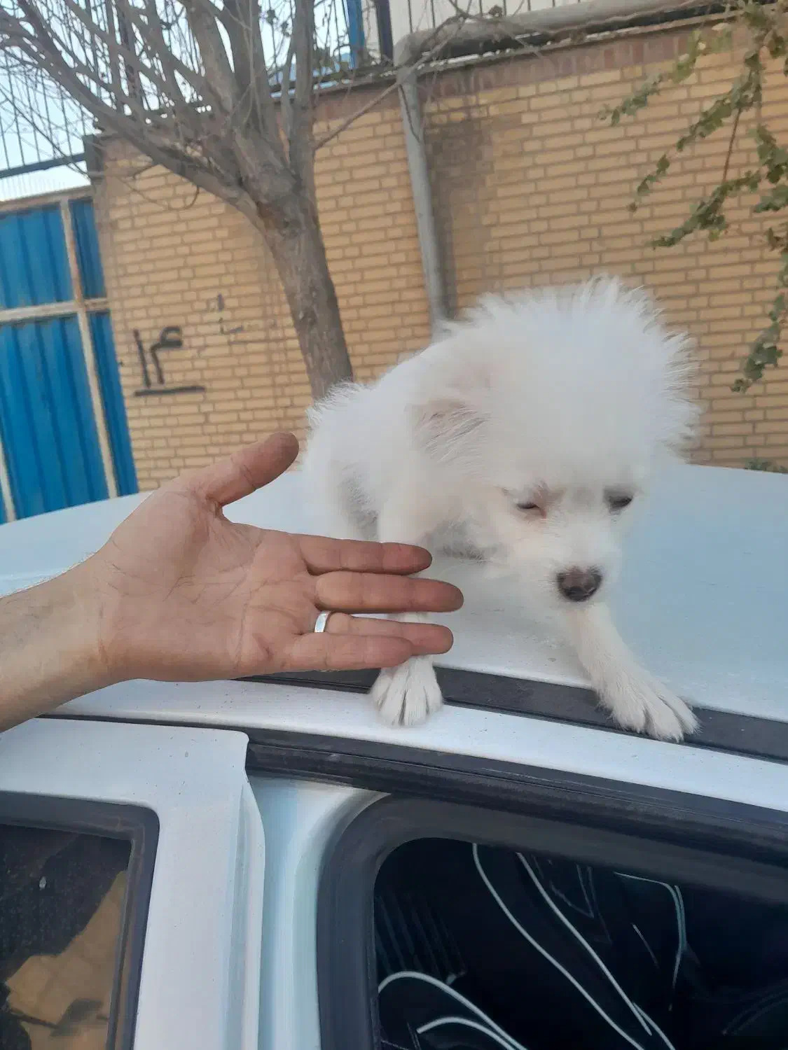 سگ پودل کراس 5 ملیون تومان|سگ|نسیمشهر, |دیوار