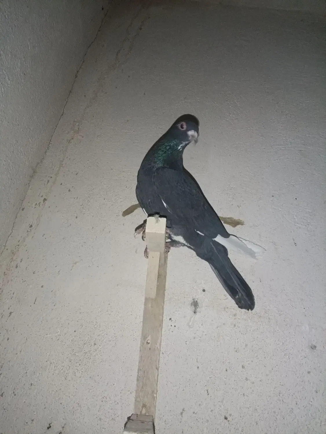 نر پلنگ|پرنده|کرمان, |دیوار