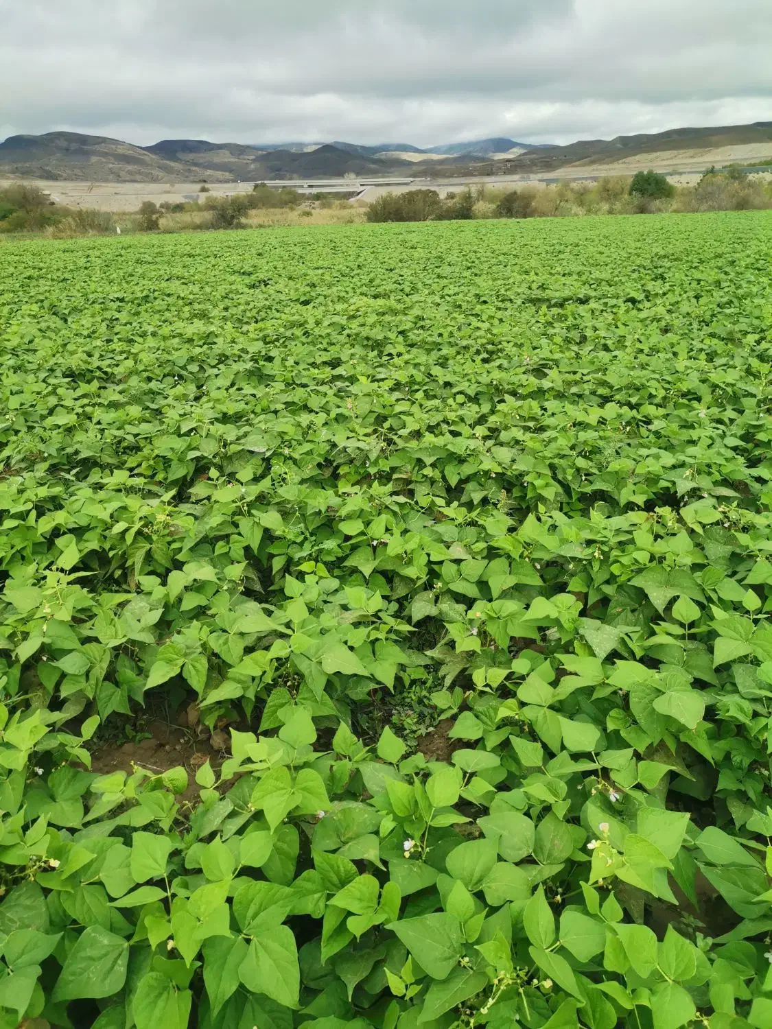 لوبیا چیتی وسبز|خوردنی و آشامیدنی|منجوان, |دیوار