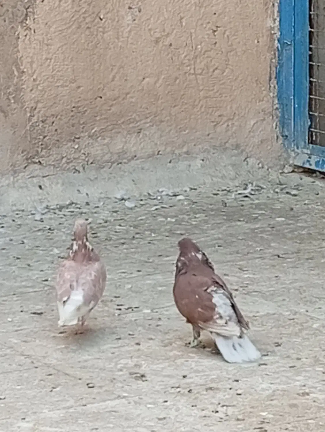 نر و ماده عالی همه چی تموم|پرنده|پاکدشت, حصار امیر|دیوار