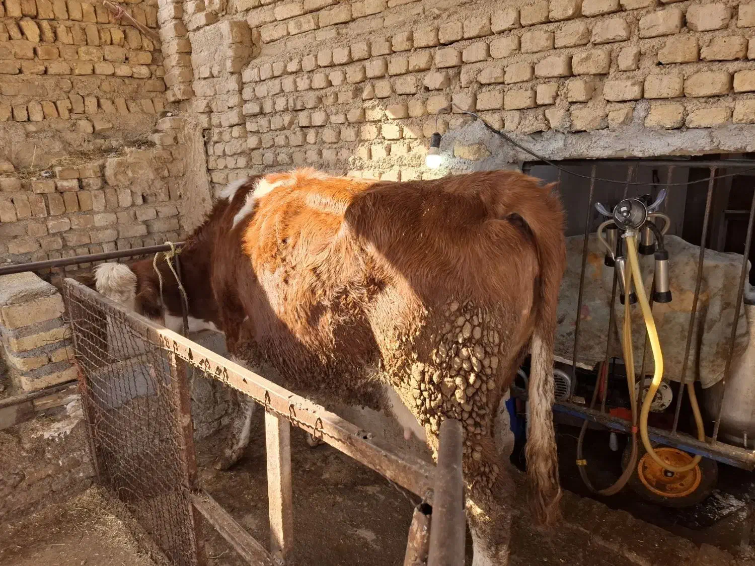 گاوسیمنتال قرمز|حیوانات مزرعه|نظرآباد, شهرک سید جمال الدین|دیوار