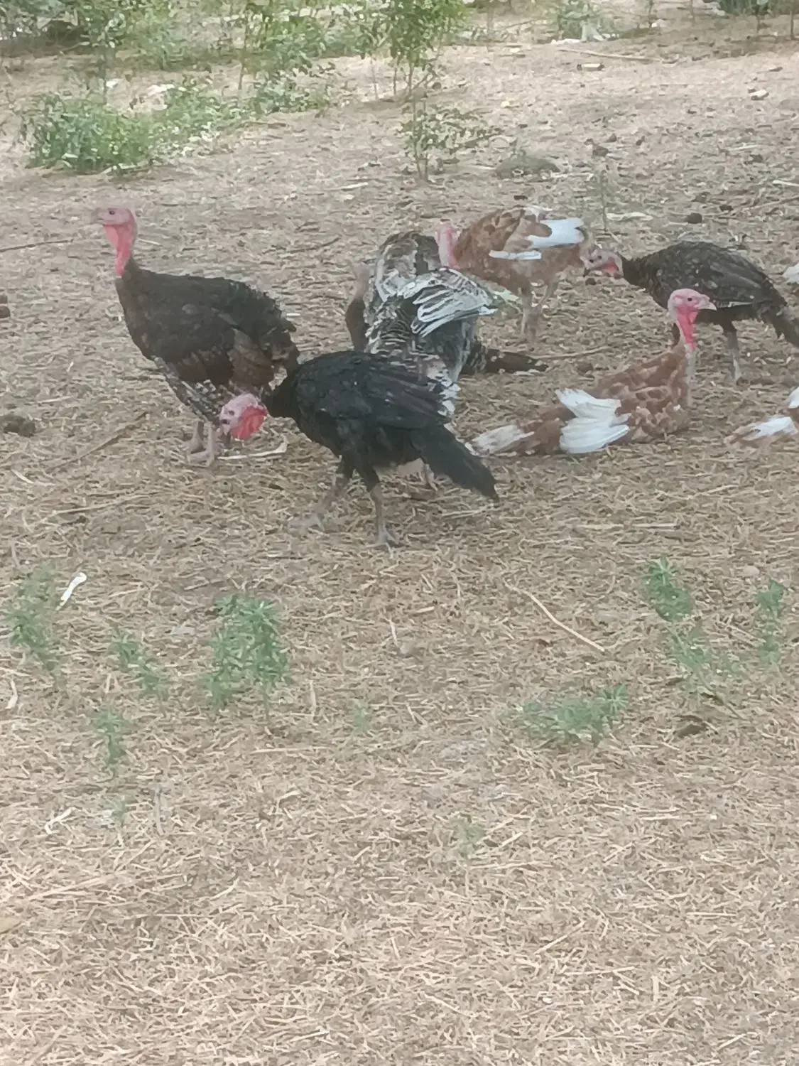 فروش بوقلمون ۵ماهه|حیوانات مزرعه|خدا آفرین, |دیوار