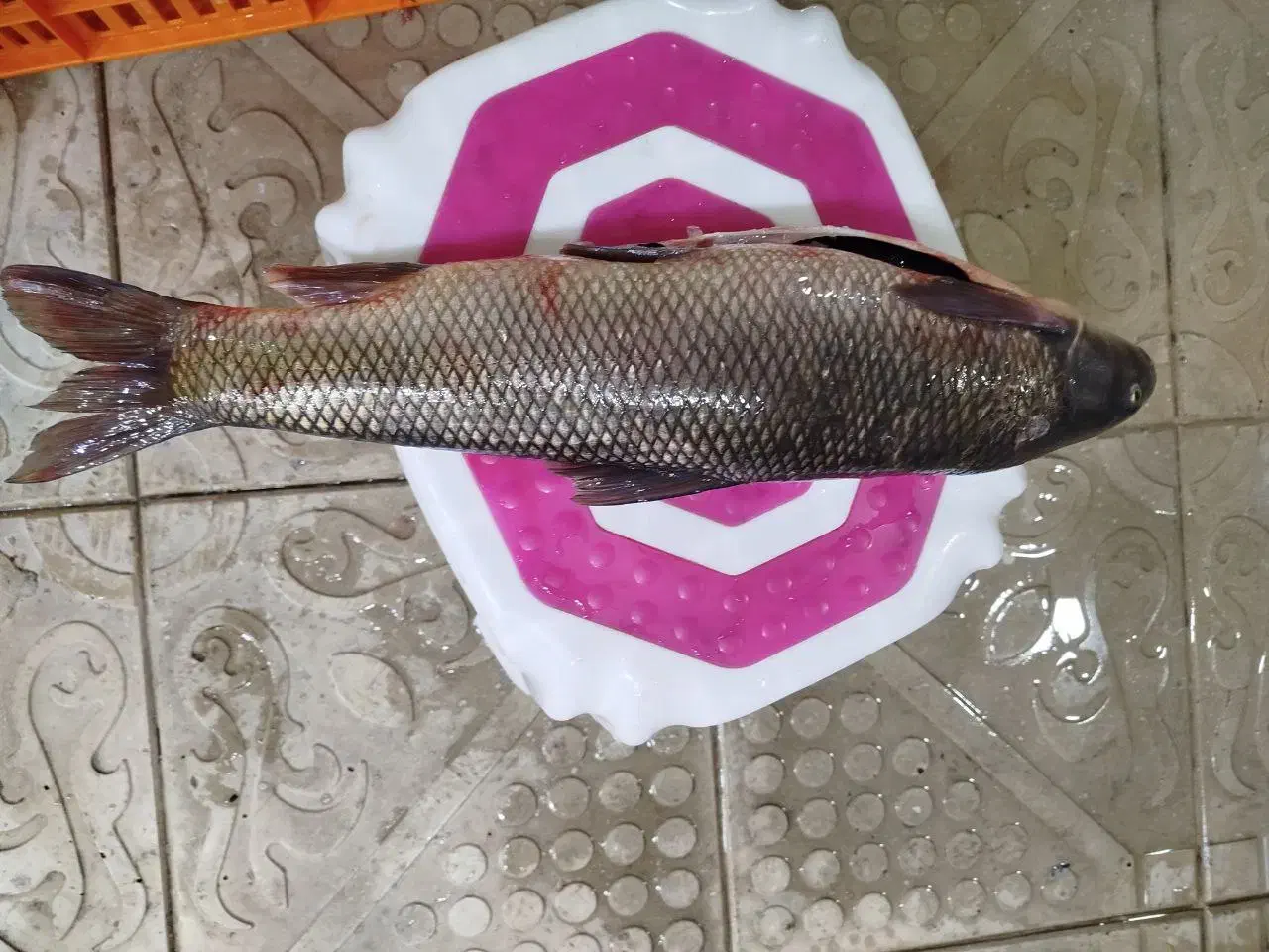 ارس ماهی|ماهی|صوفیان, |دیوار