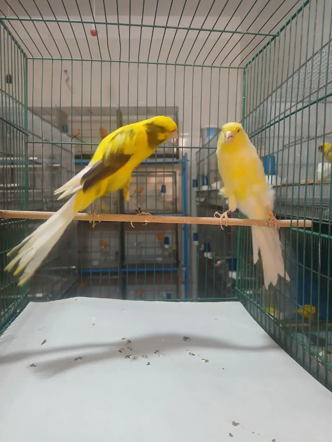 تعدادی قناری بلند رسمی پلاک دار حدود ۲۲جفت|پرنده|قنوات, |دیوار