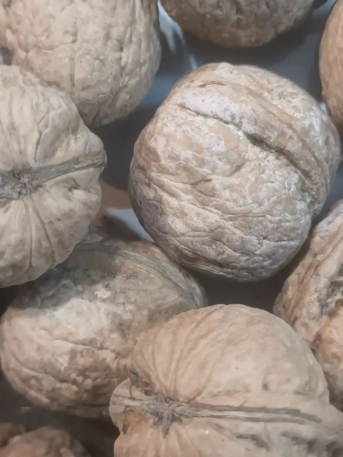 گردوی فرد اعلا تویسر کان|عمده‌فروشی|رشت, آب و برق|دیوار