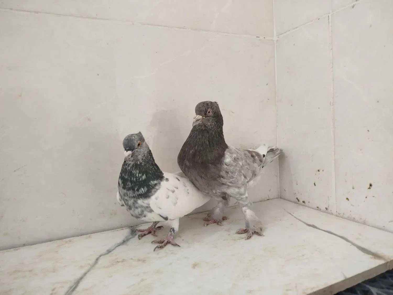 کبوتر|پرنده|اقلید, |دیوار