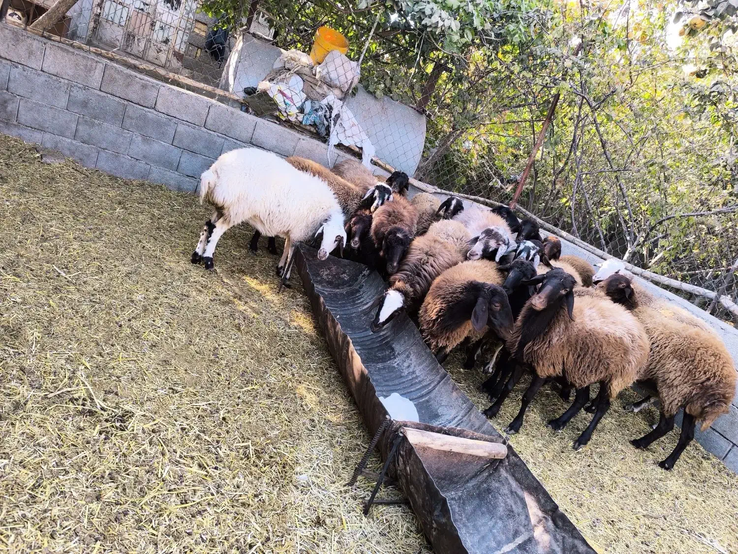 میش  بره بزغاله|حیوانات مزرعه|مبارکه, |دیوار