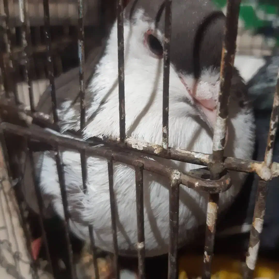 کبوتر|پرنده|رفسنجان, |دیوار