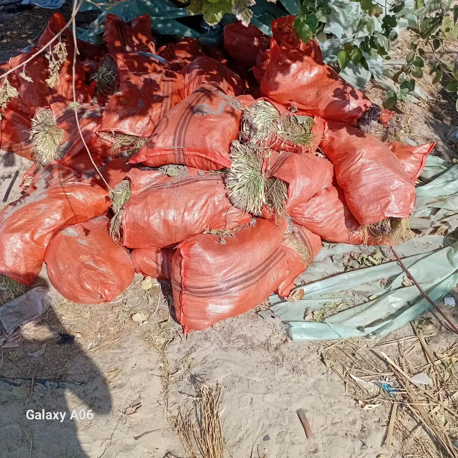 پیاز|عمده‌فروشی|عنبرآباد, |دیوار