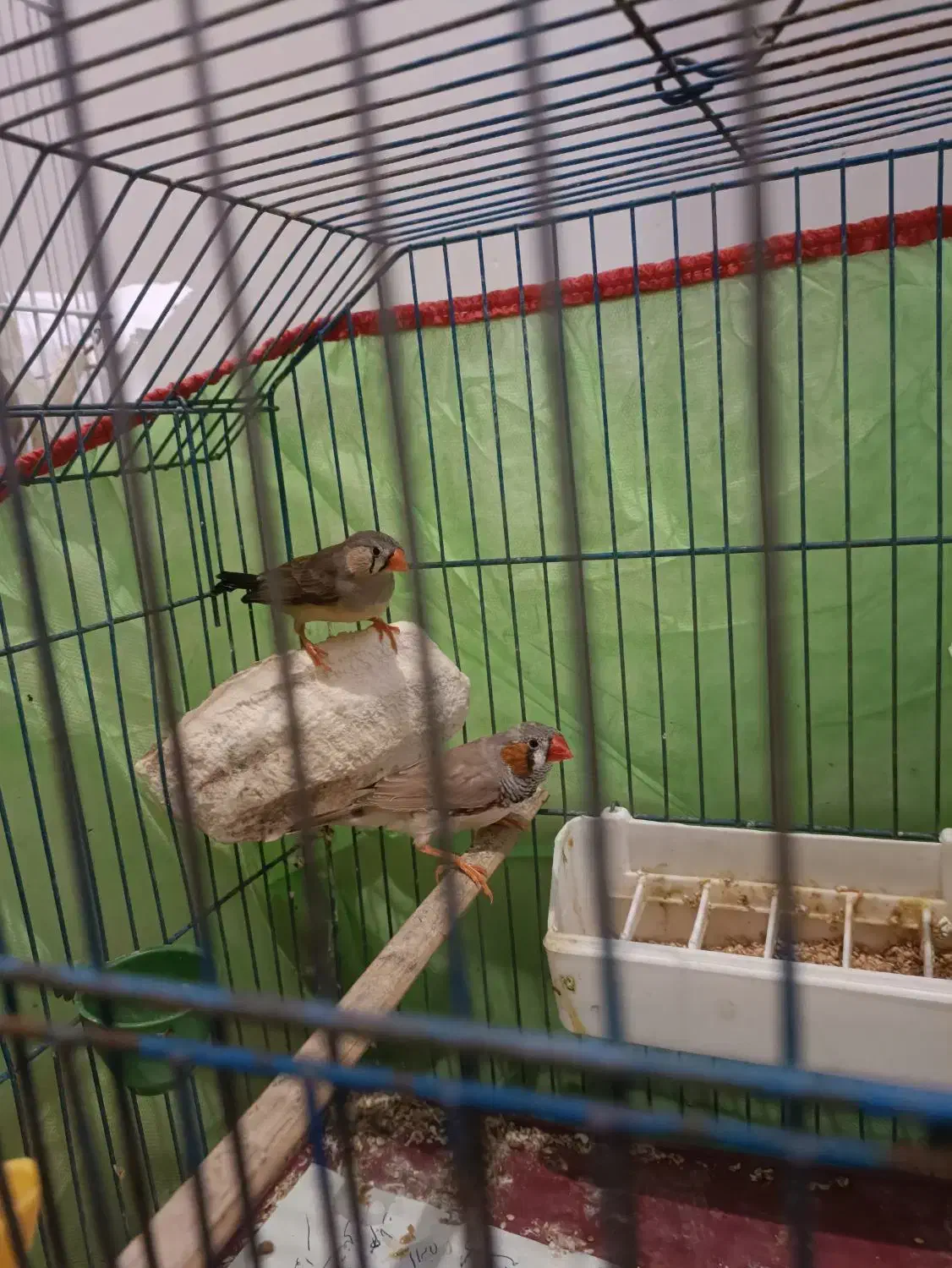 فنچ کینگ|پرنده|آبادان, |دیوار