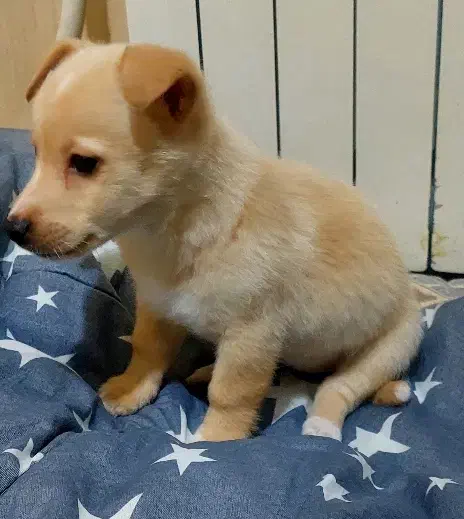 سگ اروم پاکوتاه|سگ|تهران, کاج|دیوار