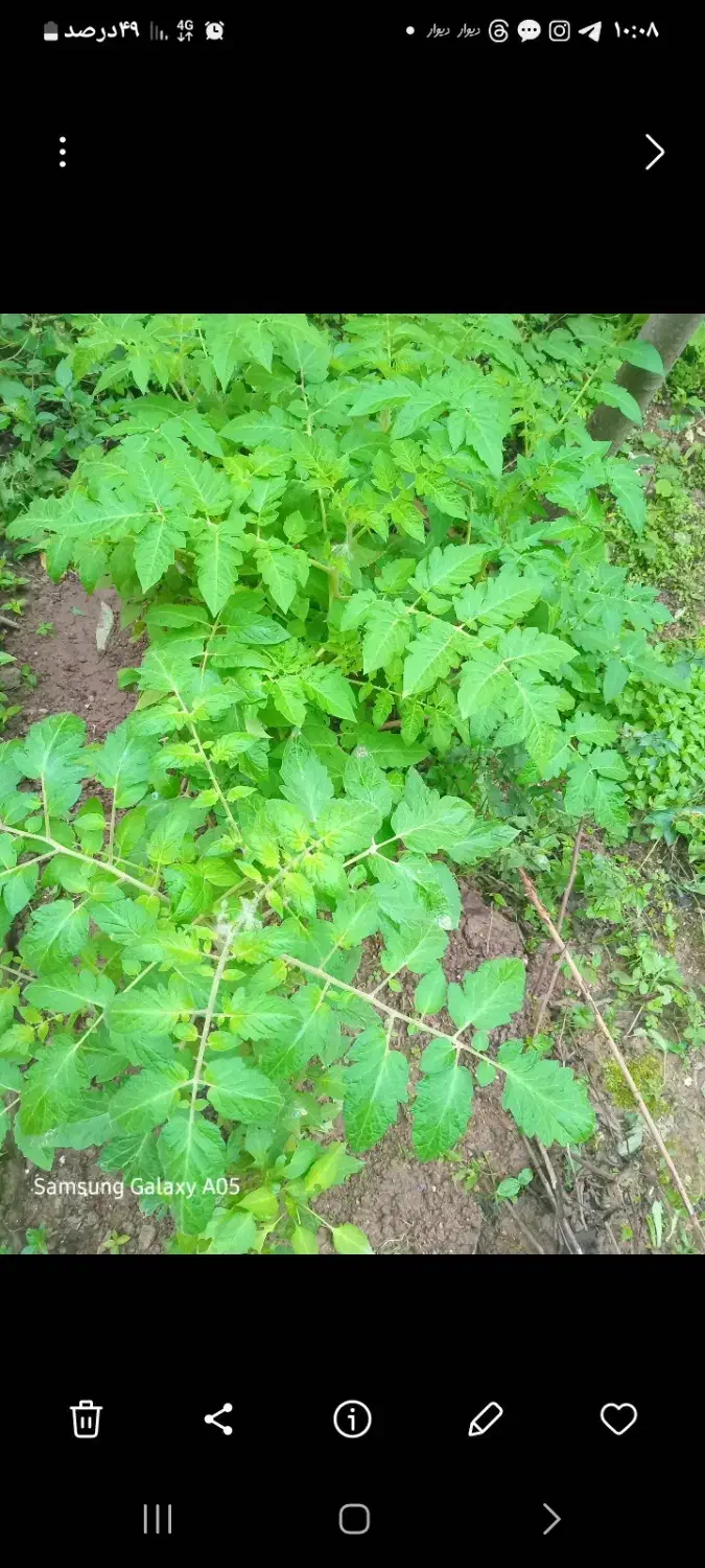 فروش زمین تجاری ویلایی باموقعیت استثنایی|فروش زمین و ملک کلنگی|سبزوار, قصبه شرقی|دیوار