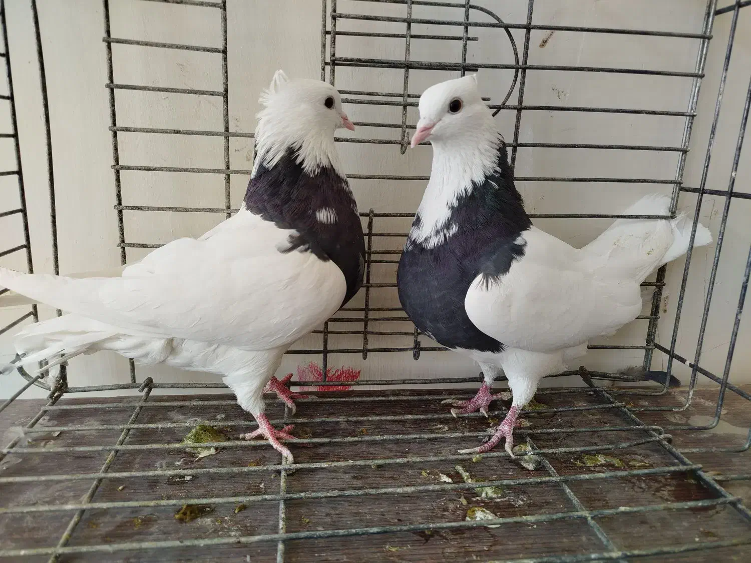 طوقی پرشی میل بازیکن معاوضه با دمگیر|پرنده|اصفهان, براآن شمالی|دیوار