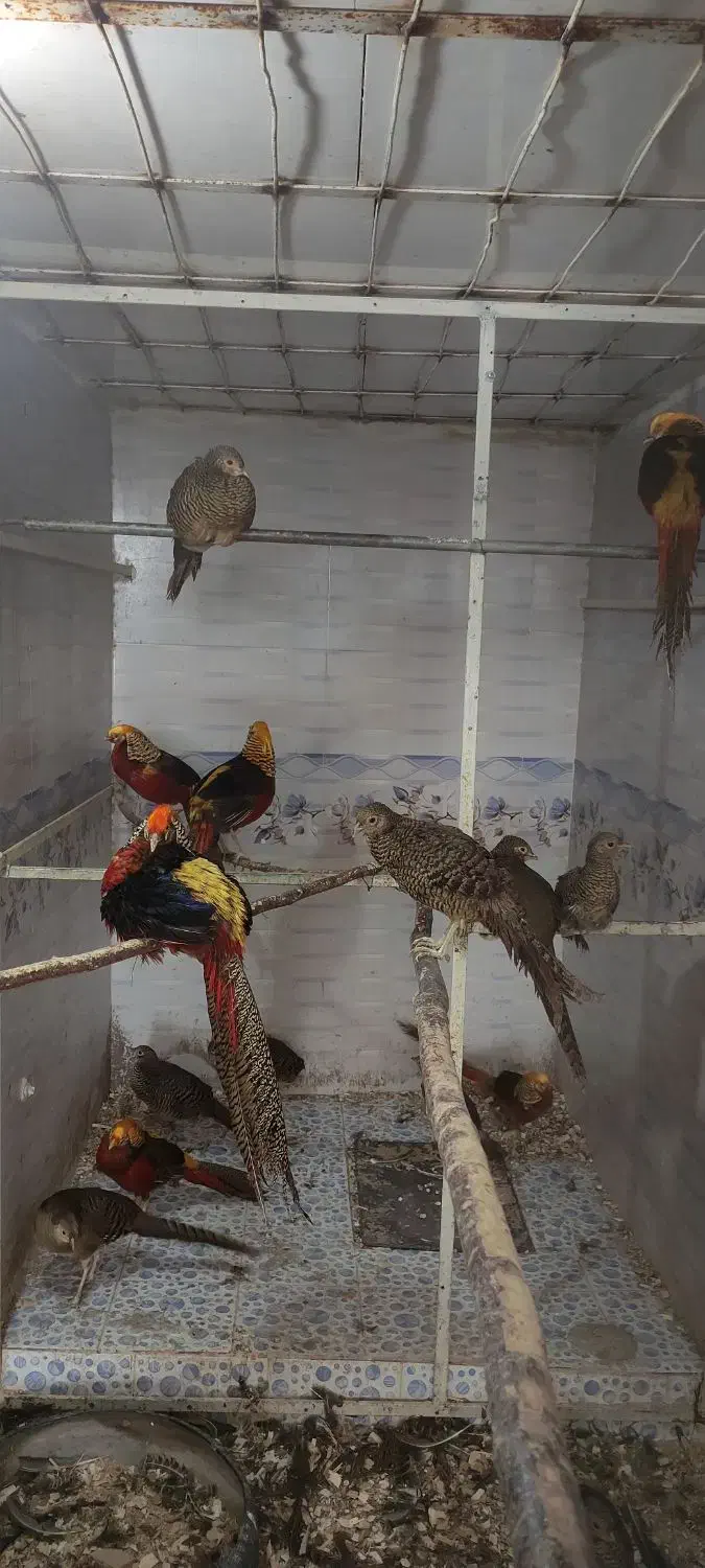 طاووس مصری و مرقاول بلژیکی|پرنده|سبزوار, صالح آباد|دیوار