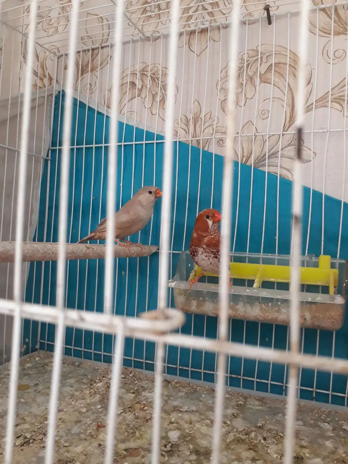 فنچ ارپای|پرنده|طرقبه, |دیوار