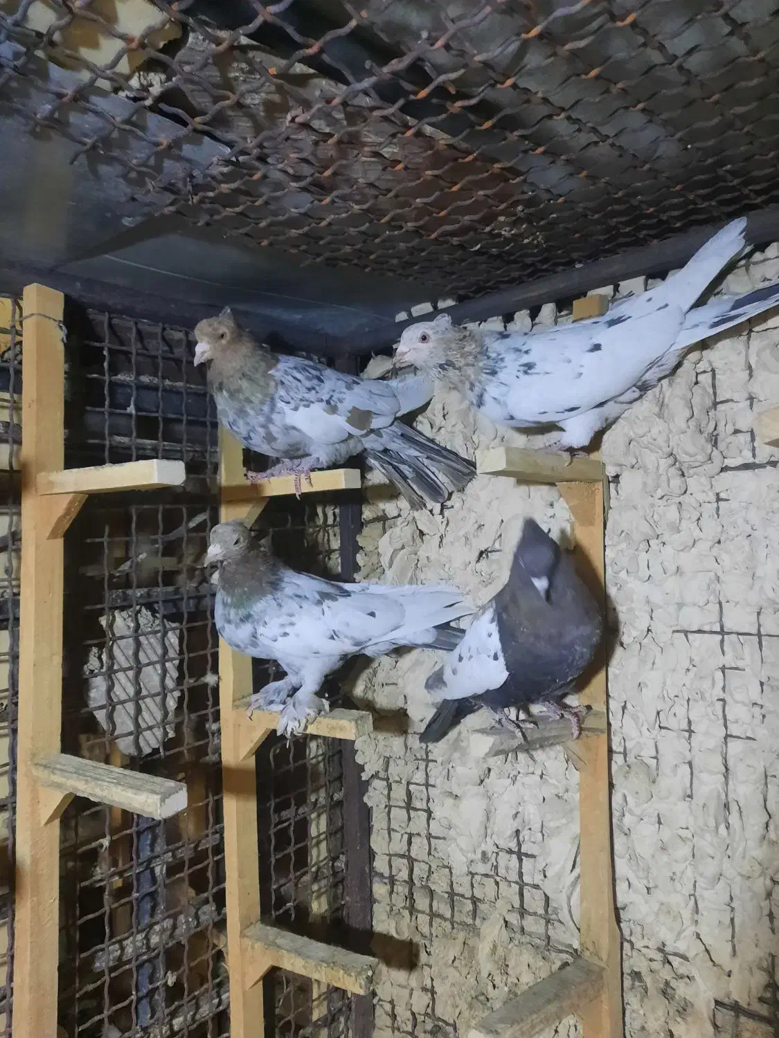 ۳تا سینه سرور ۱دونه یکت سفید|پرنده|شیراز, شهرک گلستان|دیوار