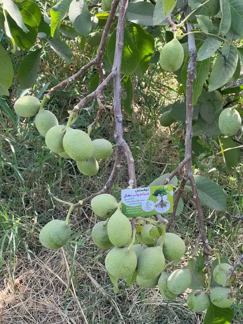 توزیع نهاال پیوندی گردوجمالمقاوم به سرما|خدمات باغبانی و درختکاری|قیدار, |دیوار