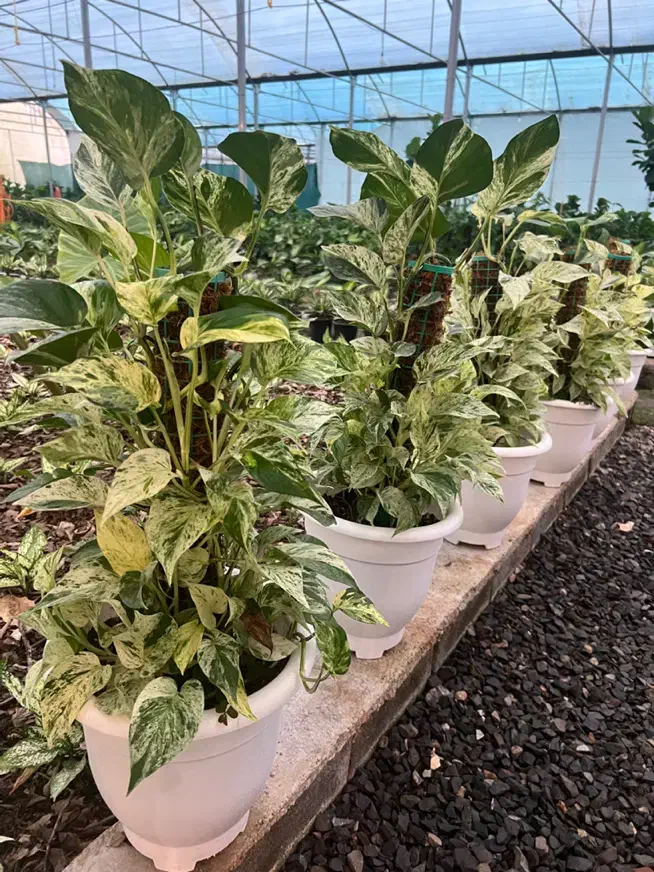 فروش و ارسال عمده گل وگیاه به کل کشور|گل و گیاه طبیعی|چمستان, |دیوار