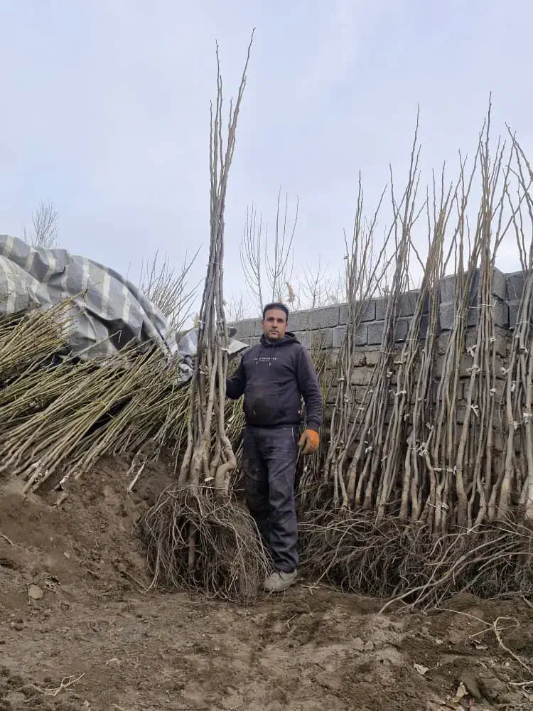 فروش عمده نهال صنوبر و میوه دیرگل|خدمات باغبانی و درختکاری|اردبیل, |دیوار