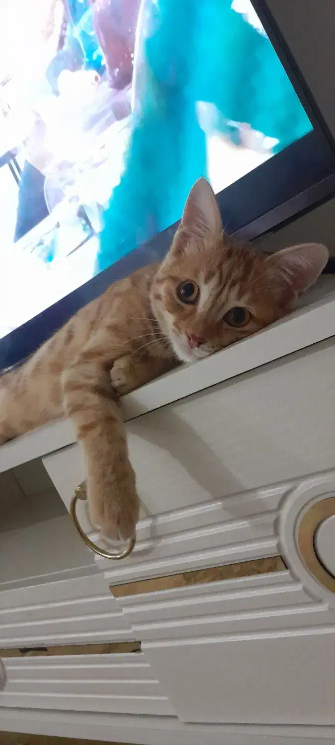 گربه|گربه|اردبیل, |دیوار