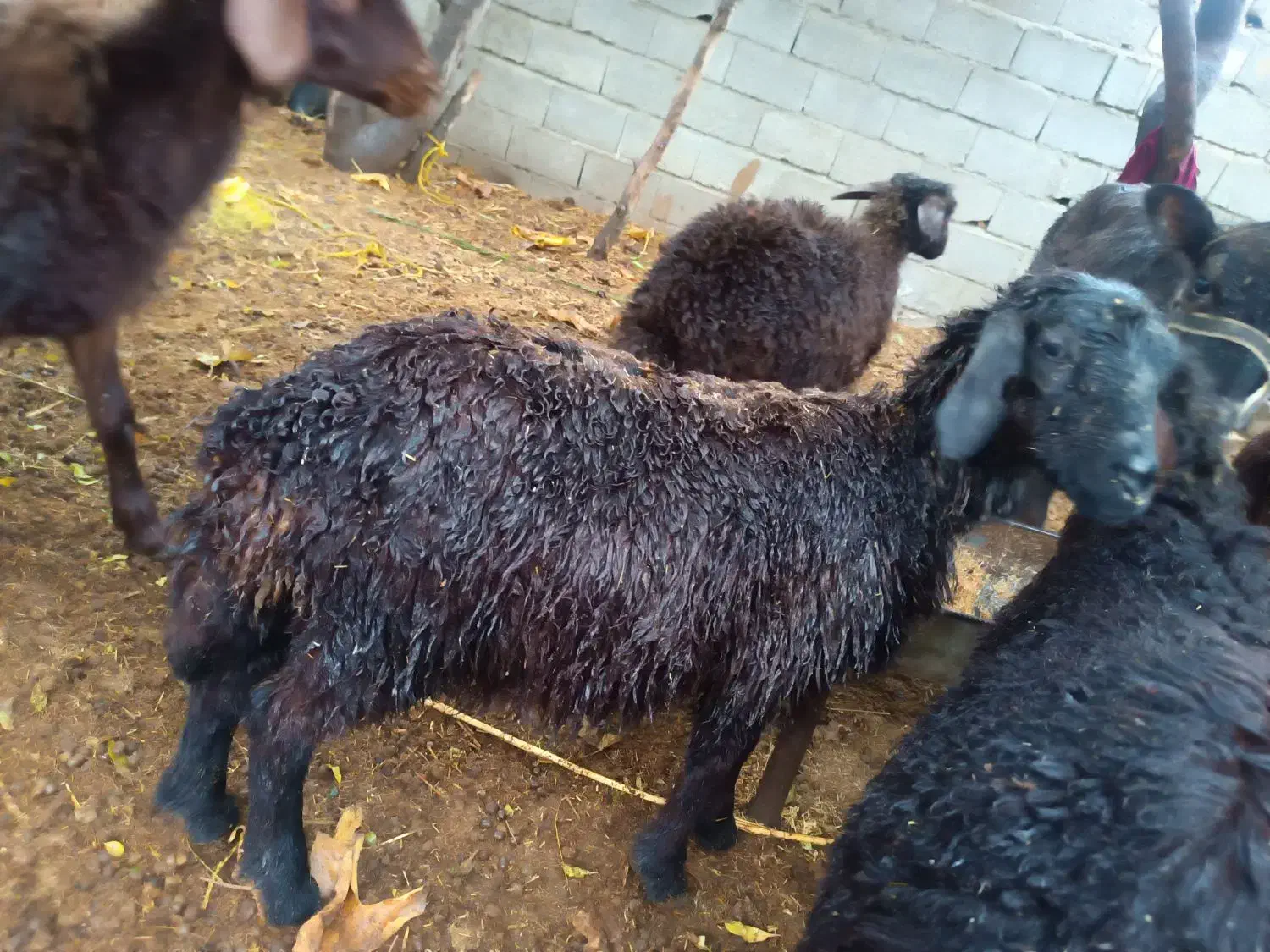 گوسفند بره|حیوانات مزرعه|گنبد کاووس, |دیوار