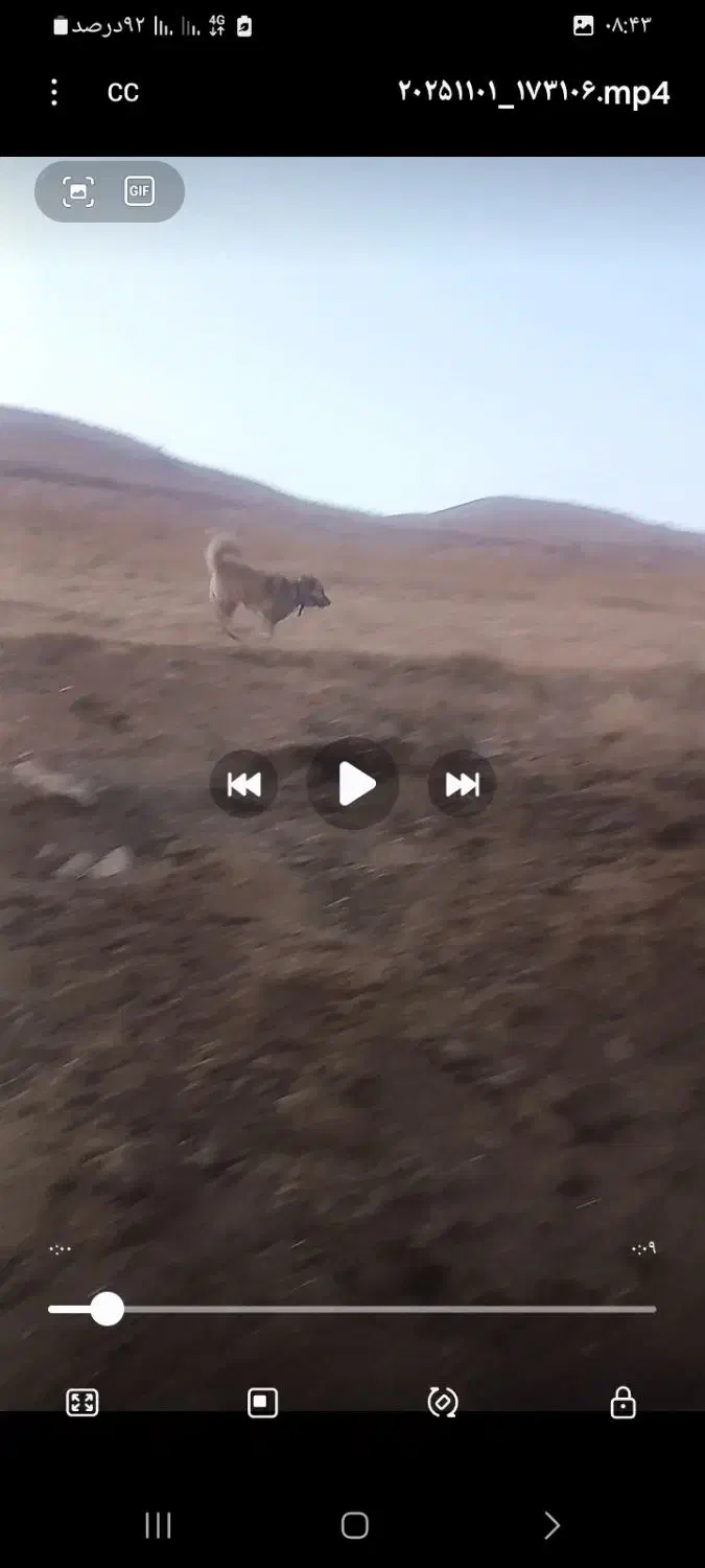 سگ گله ای|سگ|صوفیان, |دیوار