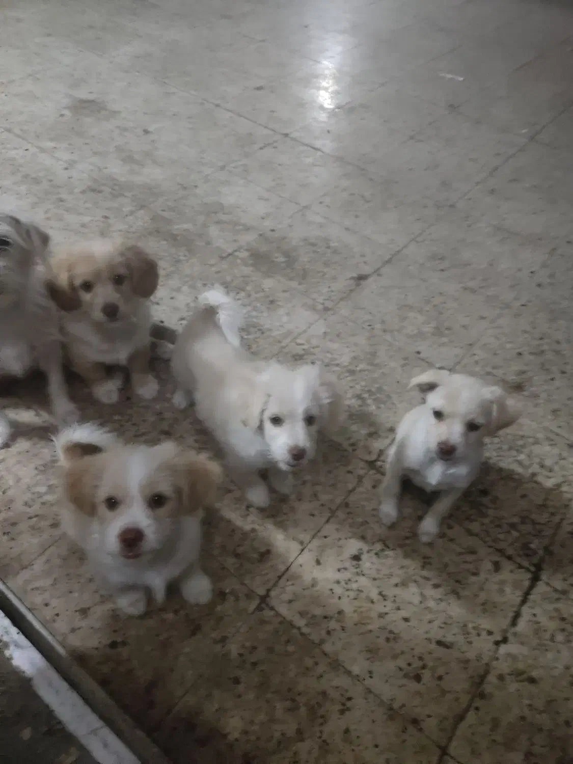 حیوانت خونه ای|سگ|بهبهان, |دیوار