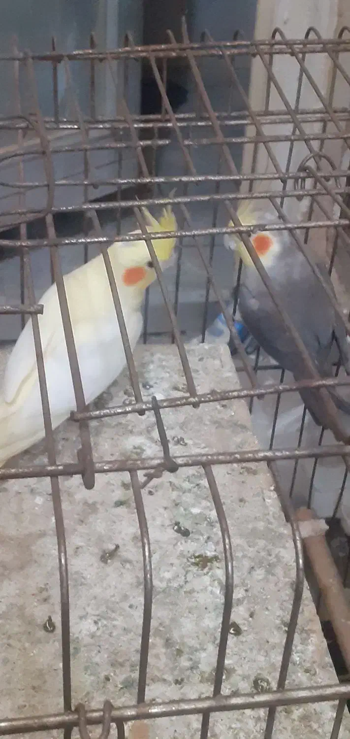 پرنده عروس|پرنده|قم, زاویه|دیوار