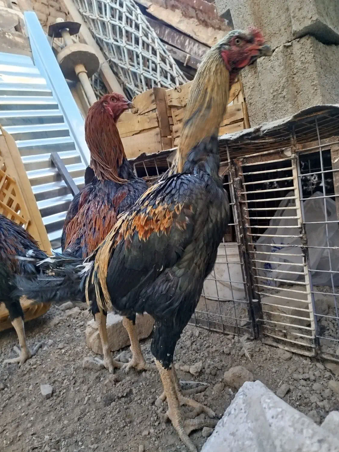 خروس لاری اصل قلم سبز فروشی جوون|حیوانات مزرعه|تربت‌حیدریه, رباط سفلی|دیوار