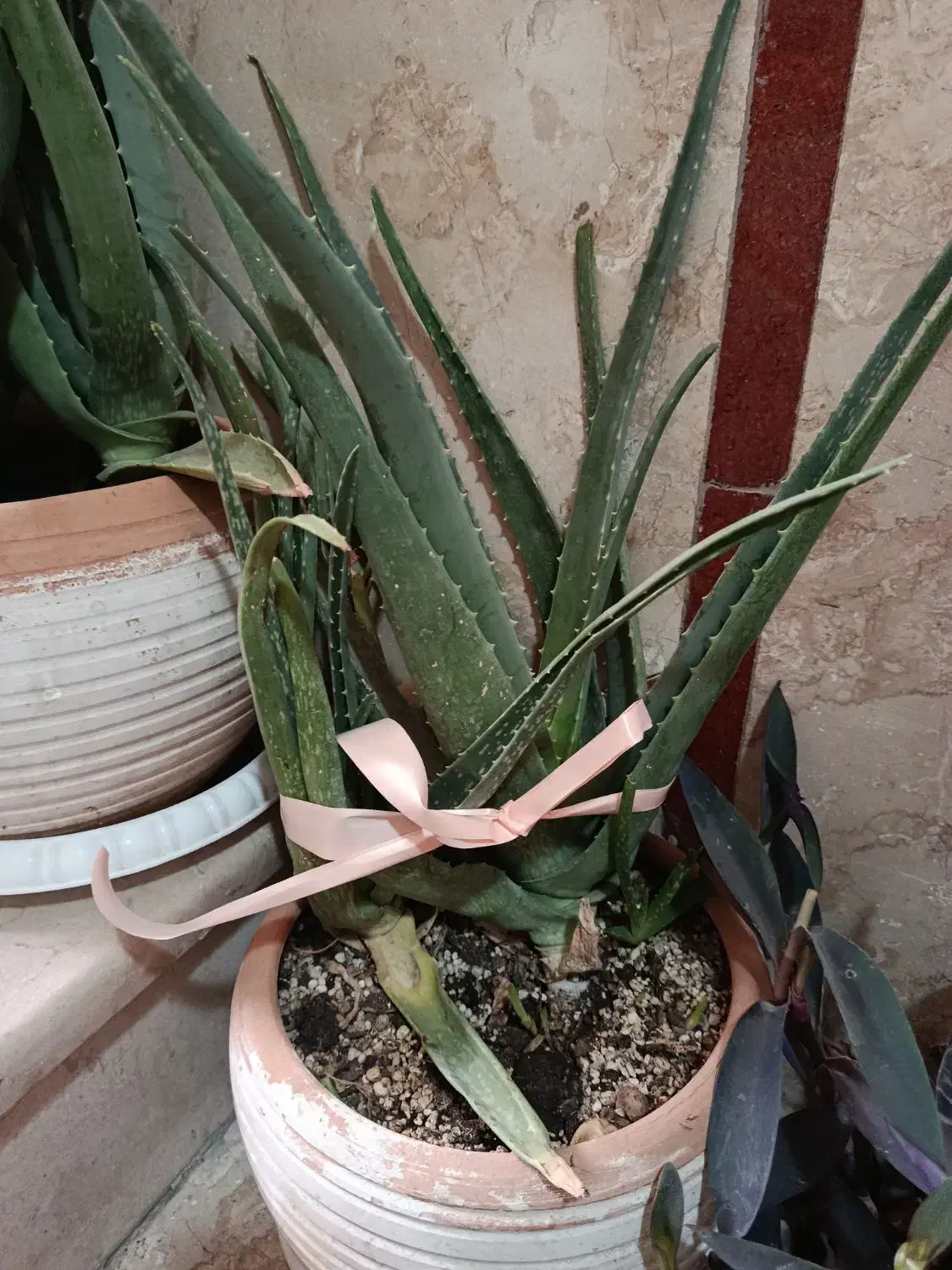 گلدان الوورا و یوگا باقیمت مناسب|گل و گیاه طبیعی|لواسان, |دیوار