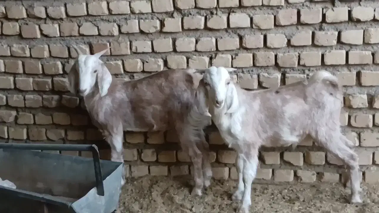 بزغاله نر|حیوانات مزرعه|کاشمر, |دیوار